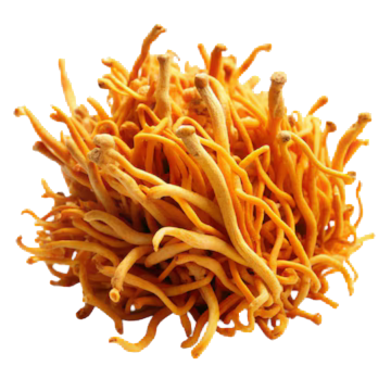 Cordyceps