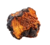Chaga