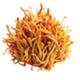 Cordyceps icon