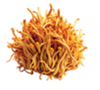 Cordyceps
