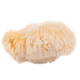 Lion's Mane icon