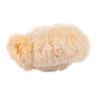 Lion's Mane