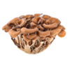 Maitake