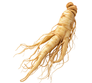Panax Ginseng