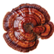 Reishi icon