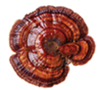 Reishi