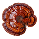 B Vitamins Complex icon