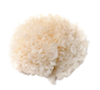 Tremella