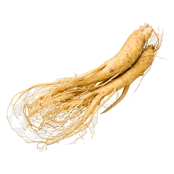 Panax Ginseng